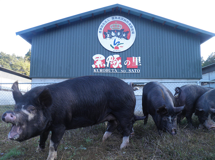 鹿児島県産の黒豚腿